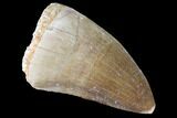 Mosasaur (Prognathodon) Tooth #87638-1
